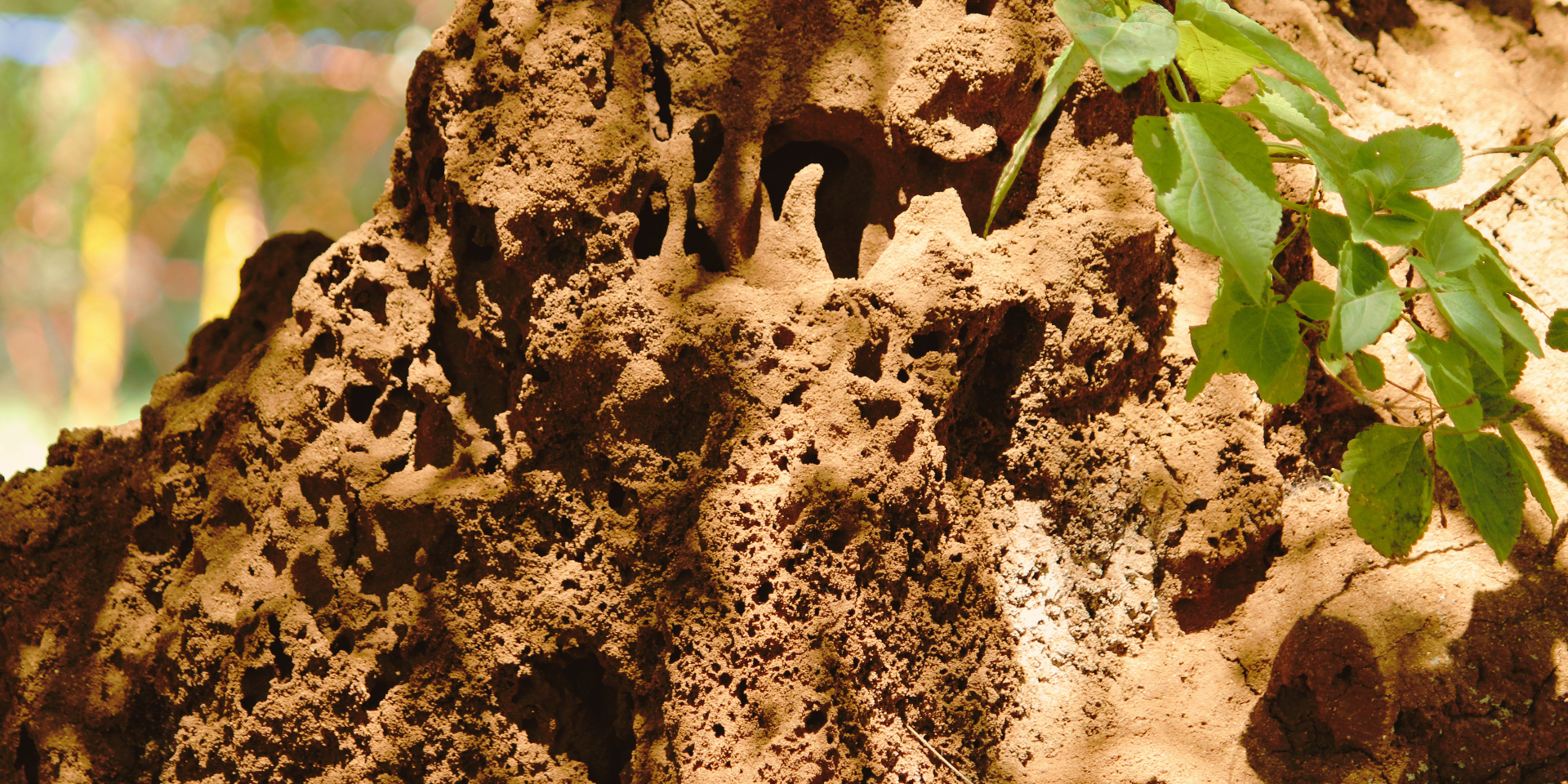 Termite mound — the biological precedent for Eastgate Centre